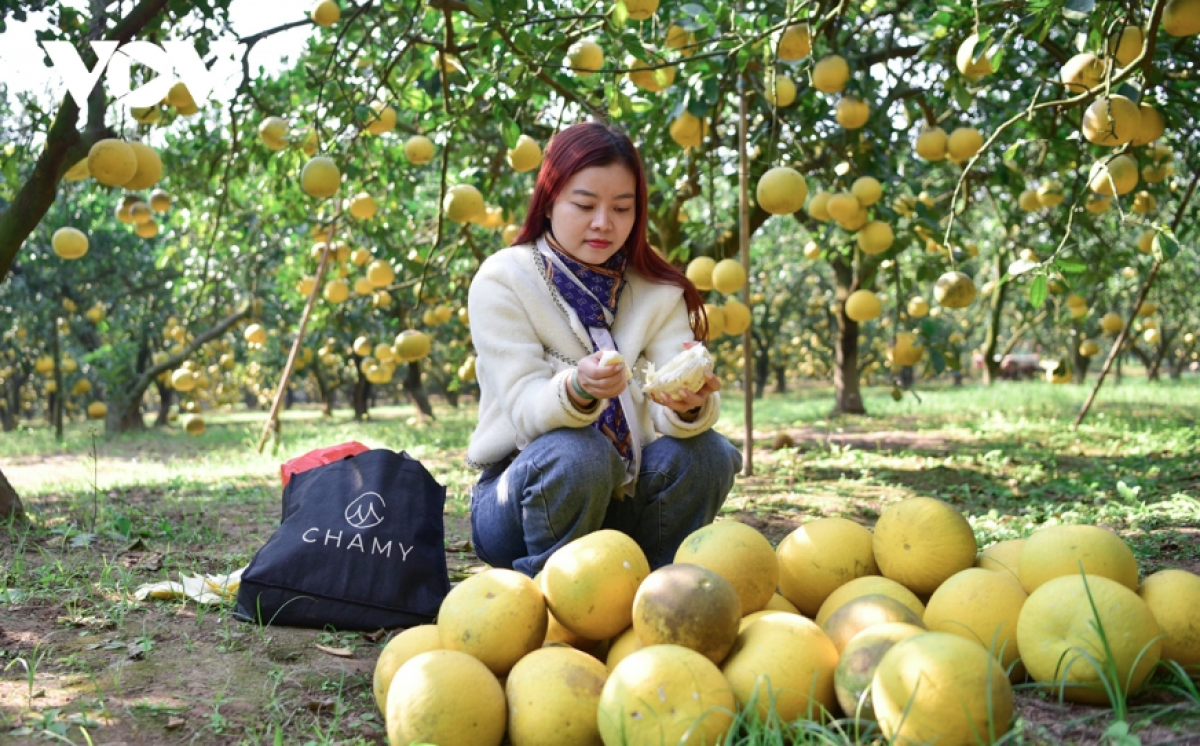 Chị Trần Thị Mai (quận Hai Bà Trưng, Hà Nội) cho biết, năm nào cũng vậy, vào thời điểm trước Tết 1 tháng, vợ chồng chị lại đến vườn bưởi ở Phúc Diễn và tự tay chọn mua bưởi, vừa làm quà biếu người thân, vừa bán cho khách đã đặt hàng từ trước. “Bưởi ở đây mẫu mã đẹp, chất lượng quả khá ngon, ngọt mát nên gia đình tôi và khách hàng đều rất ưa chuộng. Mùa bưởi năm nay, tôi mua 500 quả vừa để ăn, vừa làm quà biếu”.