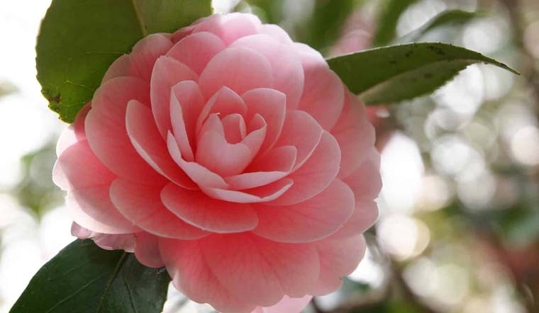 Trồng nơi thông thoáng và đảm bảo cung cấp đầy đủ ánh sáng là tuyệt chiêu để cây hoa trà nở rực rỡ.