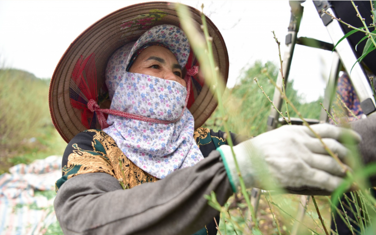 Theo những người làm vườn lâu năm, thông thường, đào được tuốt lá trước thời điểm Tết khoảng 45 ngày. Tuy nhiên, tùy từng giống đào mà công đoạn này khác nhau, có loại đào phải tuốt lá trước Tết khoảng 90 ngày.