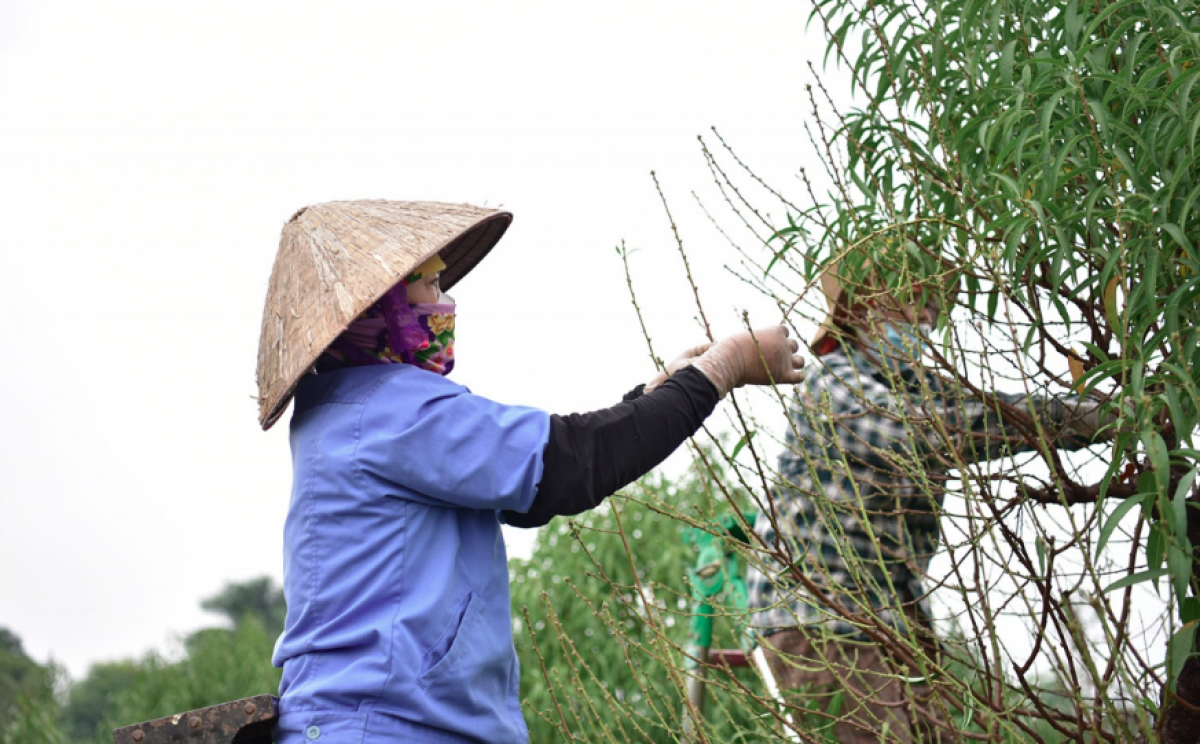 Với người trồng đào, để có một vụ mùa bội thu, yếu tố thời tiết vô cùng quan trọng. Bên cạnh đó, việc sử dụng kỹ thuật tuốt lá cũng có thể giúp cây ra hoa sớm hoặc muộn để kịp thời cung cấp bán trước Tết hoặc đến ngoài rằm tháng Giêng.