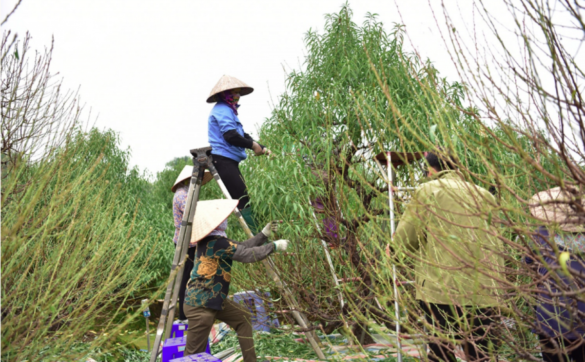 Việc tuốt lá được coi là một trong những khâu quan trọng nhất, quyết định vụ mùa mang lại lợi nhuận cao hay thấp.