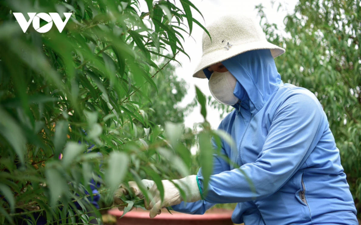 Công đoạn tuốt lá cần phải tỉ mỉ, thực hiện đúng thời gian để đào có thể ra được mắt và nuôi dưỡng mắt đào, đảm bảo cho ra những nụ hoa to, đẹp, đều đúng dịp Tết.