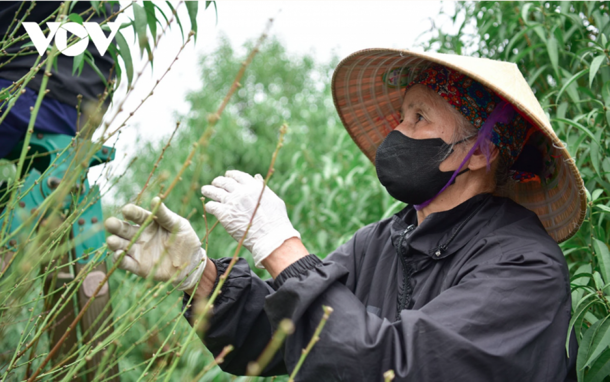 Bà Phạm Thị Xuyến (Đông Anh, Hà Nội), người có “thâm niên” tuốt lá đào gần 30 năm nay cho biết, công việc tuốt lá đào không quá nặng nhọc, nhưng việc tuốt lá đào đòi hỏi người làm phải có kinh nghiệm, tuốt lá phải thật cẩn thận, bảo vệ mắt hoa ở cuối nách lá, phải vặt từng lá và không được tuốt thẳng tay từ đọt xuống dễ gây tổn thương đến mầm hoa.