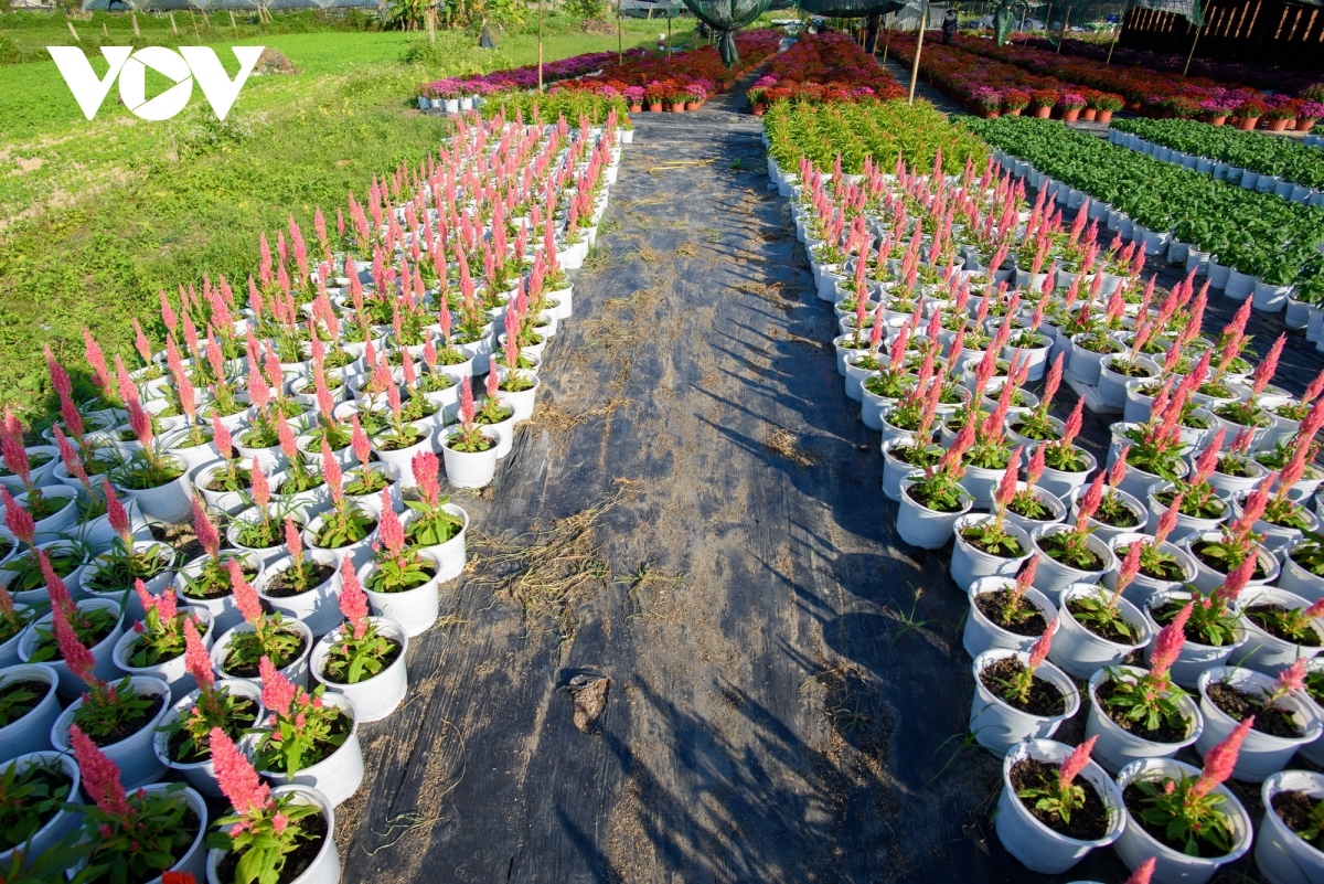 Thousands of flower pots are used to decorate Da Nang as local people welcome in the Lunar New Year of the Dragon.