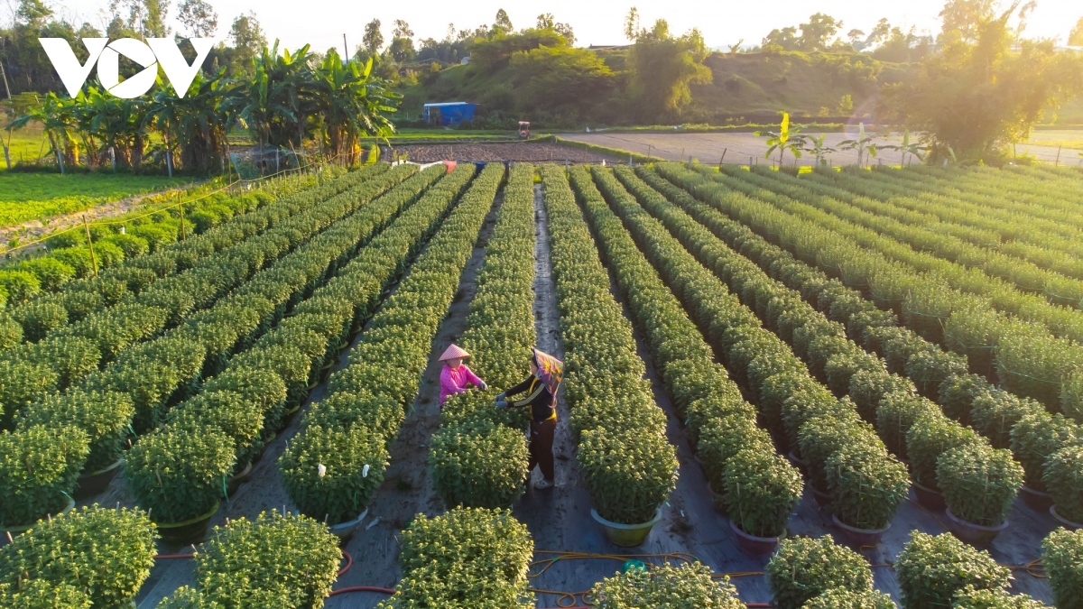 Acres of flowers are waiting to bloom just in time for Tet, with many farmers counting on them for a prosperous start to the new year.