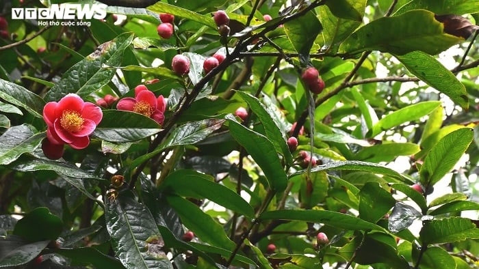 Hoa hải đường mang đến sự vui tươi, ấm cúng, gắn bó và hòa thuận giữa các thành viên trong gia đình. (Ảnh minh họa)