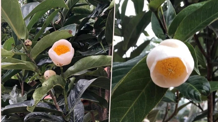 Bạch hải đường.