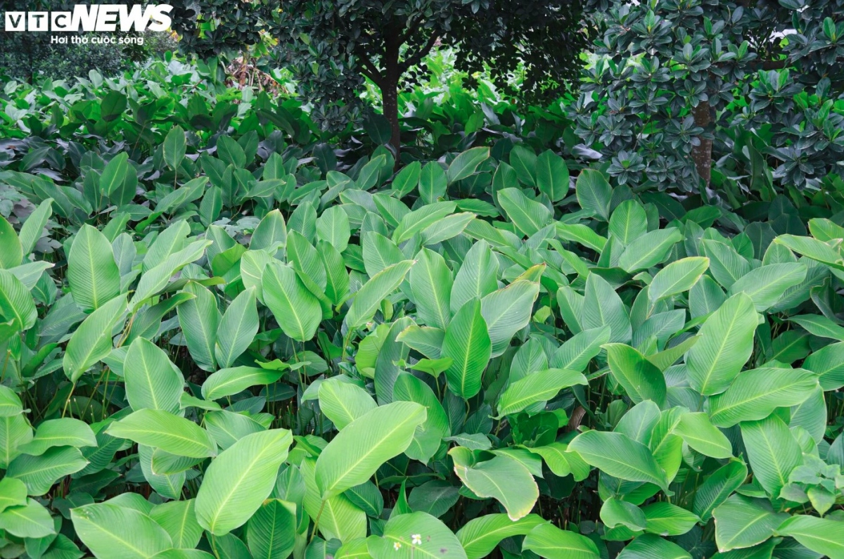 Trang Cat village is famous for its 600-year history of planting Dong leaves. The harvesting season in the village tends to last from the 10th day of the final lunar month of the year to near the end of the lunar month.