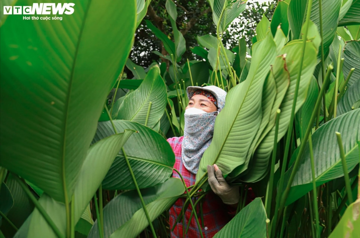 The farming of Dong leaves has long been practiced by the people of Trang Cat since the village was originally founded and passed down from generation to generation.
