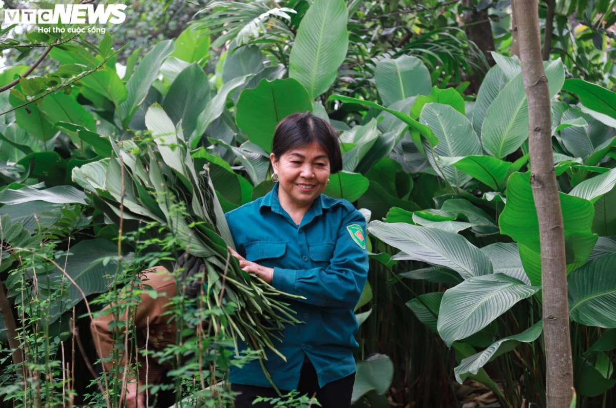 Thanks to the fertility of the land situated next to Day river, Trang Cat represents the ideal location in which to plant a variety of fruit trees such as oranges, vegetables, and especially Dong trees.