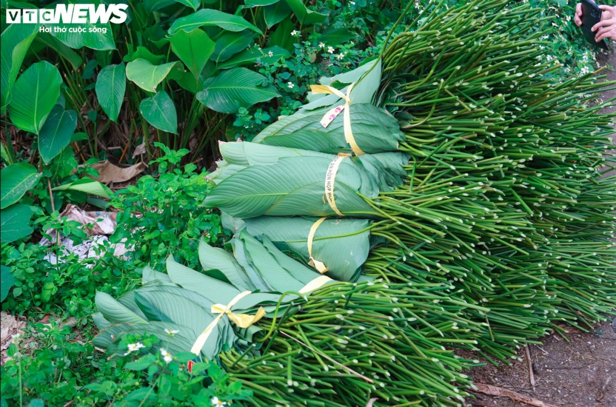 According to local villagers, Dong leaves are sold not only during Tet, but also all year round.