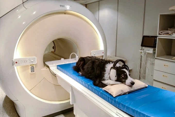 Các nhà nghiên cứu quét não những con chó khi chúng đang nghe người huấn luyện nói chuyện để xác định phần não nào đang hoạt động. Kết quả cho thấy chó có thể hiểu được tiếng người. (Ảnh: NBC News)