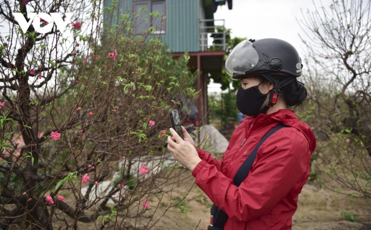 Nhat Tan village is widely considered to be one of the largest suppliers of peach flowers in the capital.