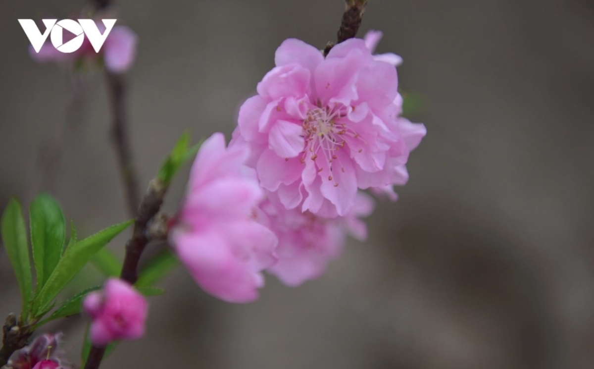 Bonsai peaches and peach blossom branches prove to be the most popular items among customers.