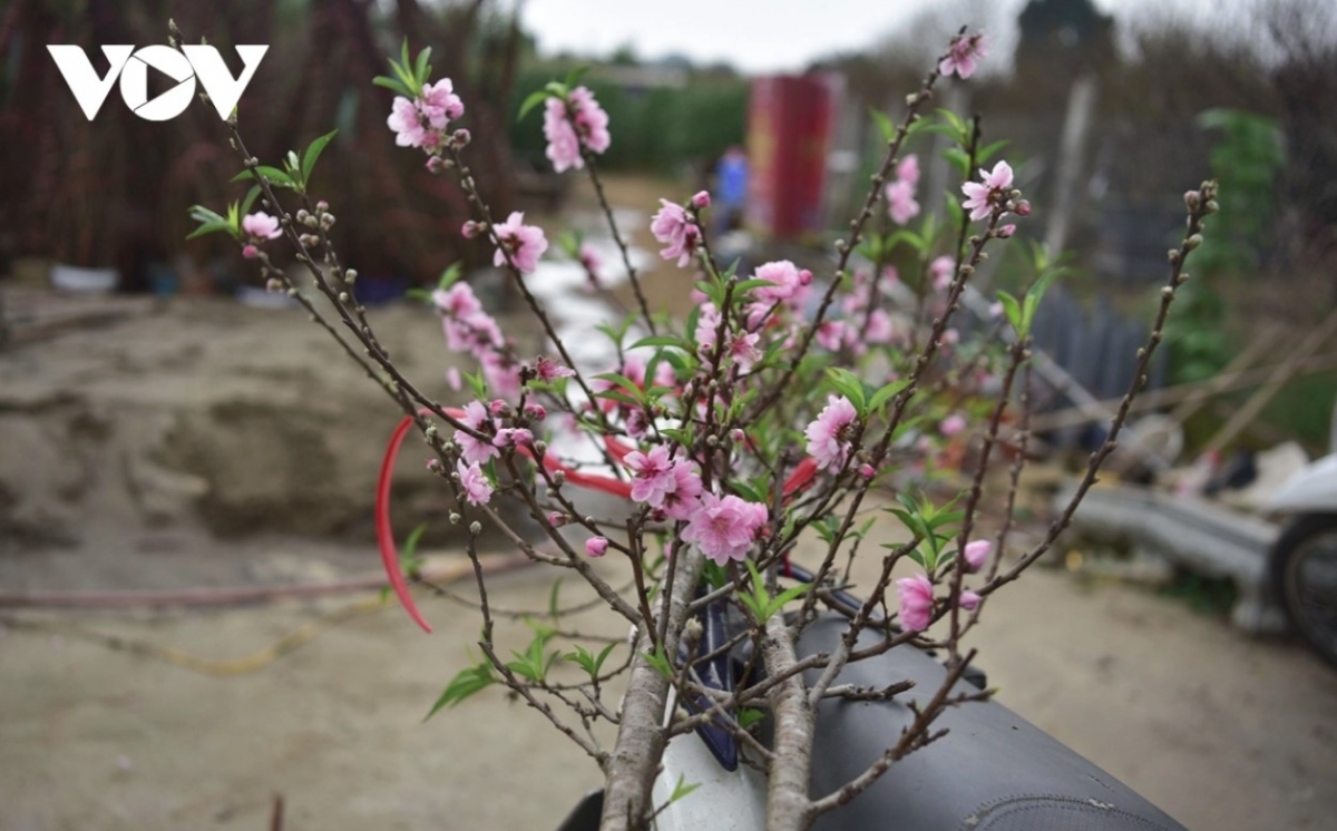 Peach blossoms can be found in full swing in the village to greet the spring.