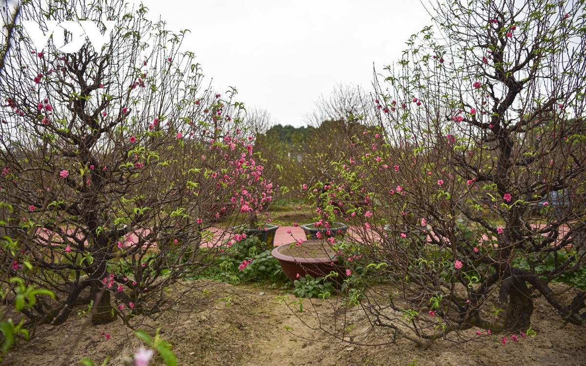 Peach trees are placed into pots to allow them to grow accustomed to their new space in time for Tet.