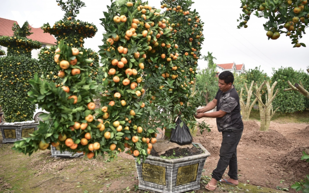 Những ngày gần dịp Tết đến Xuân về, anh Vũ Xuân Tự, quê xã Mễ Sở, huyện Văn Giang, tỉnh Hưng Yên, rong ruổi khắp các vùng trồng quất cảnh trên địa bàn tỉnh để uốn cây. Vào dịp này, thợ uốn cây như anh được các chủ vườn tìm thuê rất đông.