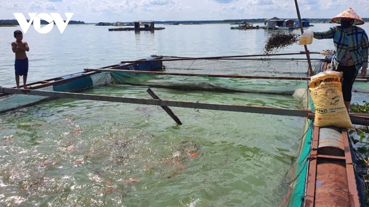 VOV đã phản ánh về việc người dân nuôi cá bè trên lòng hồ Dầu Tiếng làm cho nguồn nước bị ô nhiễm (ảnh: Thiên Lý)