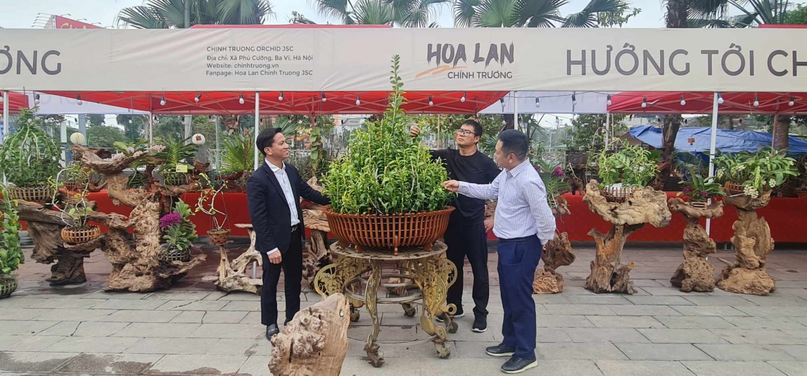 Triển lãm hoa phong lan phi điệp 5 cánh trắng Đất Tổ Hùng Vương 