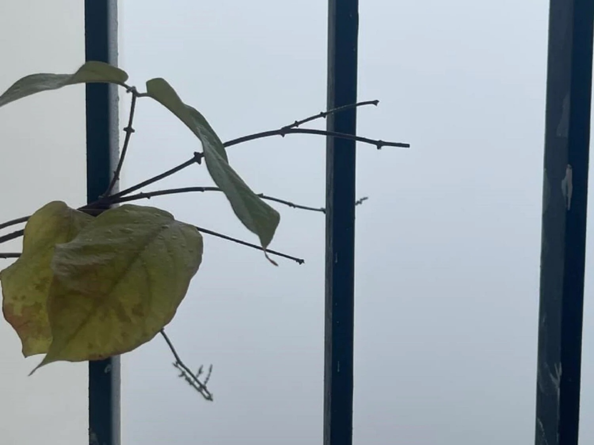 Nhiều người ngỡ rằng đang tận hưởng cảm giác "săn mây" từ ban công. (Ảnh: Lê Quang Trung)