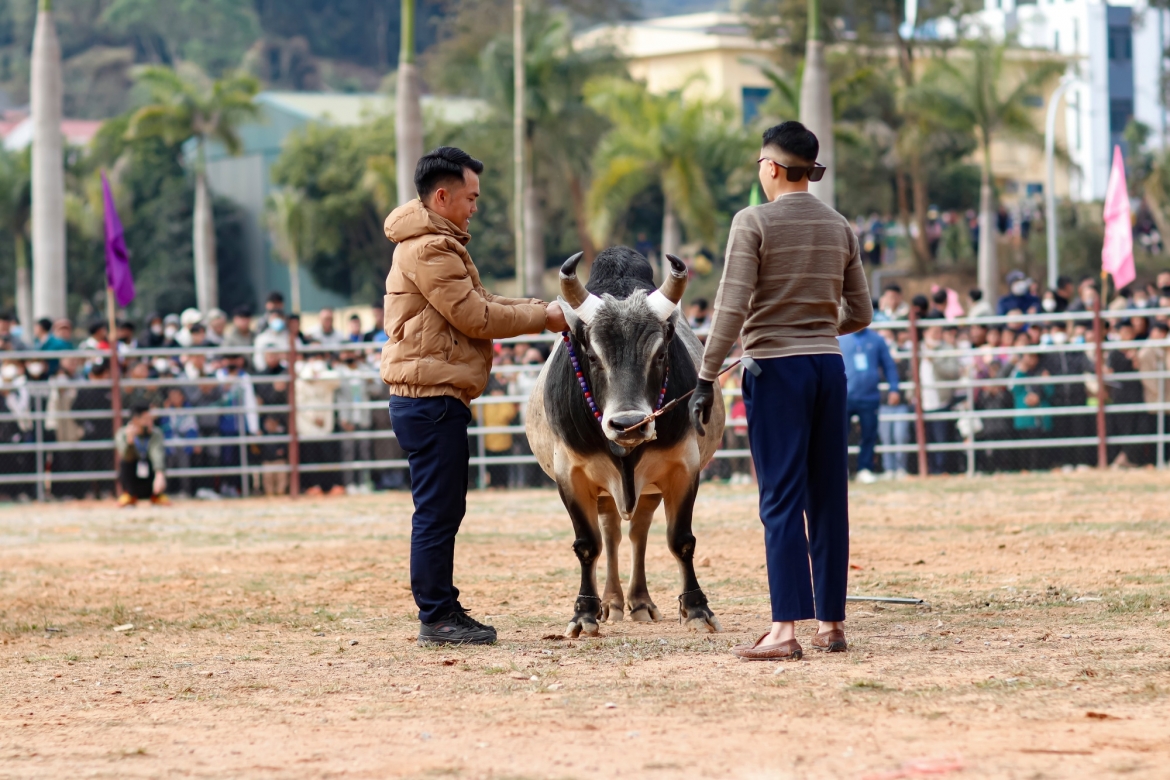 Bò đấu được các chủ bò lựa chọn, chăm sóc kỹ, làm tâm lý tốt trước khi thi đấu