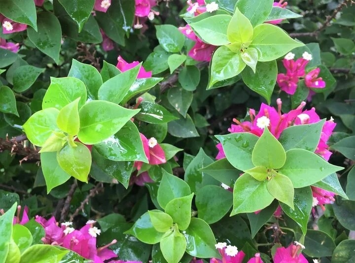 Bón phân không đúng cách, tưới nước quá nhiều... là những lý do trồng hoa giấy tốt lá nhưng không có hoa. (Ảnh: HD Cuisines)