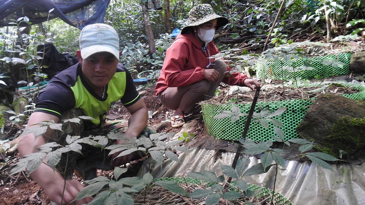 Vườn sâm Ngọc Linh của một hộ dân ở huyện Tu Mơ Rông, tỉnh Kon Tum.