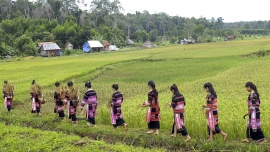Các thiếu nữ lên rẫy ngắt bông lúa mới và mang lúa về làng