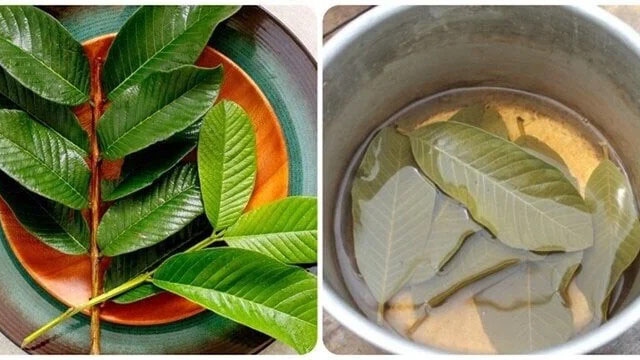 Lá ổi thường được dụng trị vết thương.