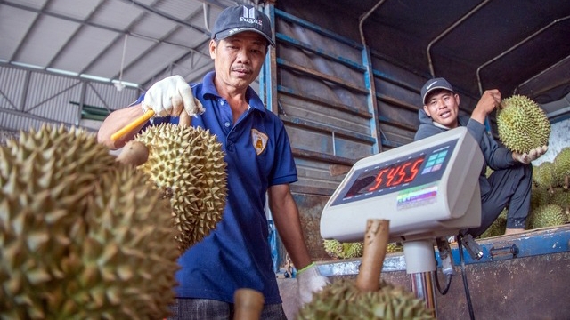 Năm 2023, xuất khẩu sầu riêng đạt kim ngạch 2,3 tỉ USD thì thị trường Trung Quốc đã chiếm đến 2,1 tỉ USD