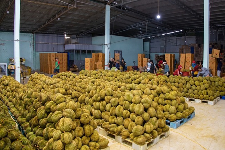Nông dân, doanh nghiệp và cơ quan chức năng Việt Nam cần chung tay nâng chất lượng sầu riêng để tránh mất thị phần