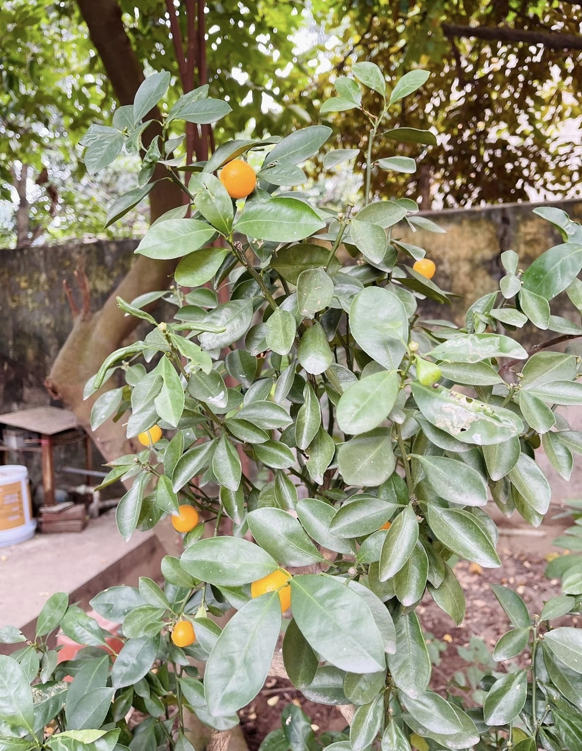 NSƯT Hương Tươi yêu thích sự bình yên và giản dị của cuộc sống hiện tại. Sau những giờ làm việc căng thẳng, trở về căn nhà nhỏ và hòa mình vào thiên nhiên giúp chị thư thái, tràn đầy năng lượng.