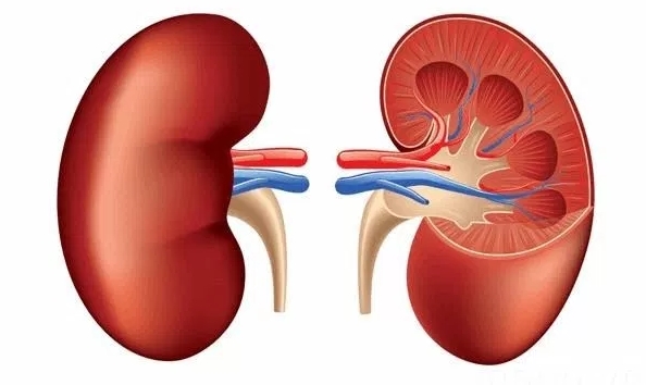 Thận là cơ quan sản xuất ra các hormone cần thiết cho sức khỏe, cân bằng chất điện giải và lọc các chất thải ra khỏi máu
