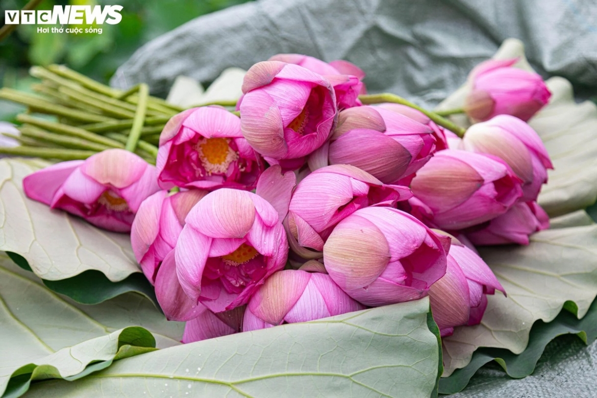 Sen được trồng tại các đầm ở Hồ Tây chủ yếu là sen bách diệp, cũng là nguyên liệu chính làm nên loại trà được mệnh danh "đệ nhất Hà thành".