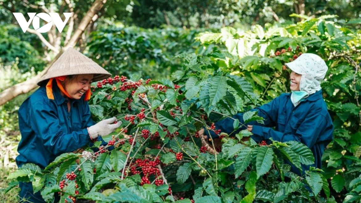 Giải pháp nào đưa nông sản vùng Tây Nguyên ra thị trường thế giới