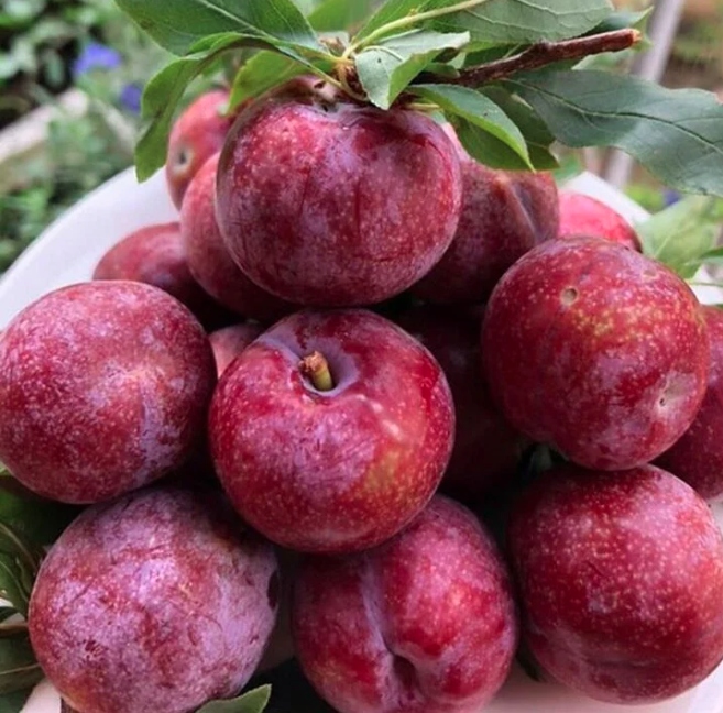 Mận hậu Ruby Sơn La trái to, đều, dao động từ 18-25 trái/kg. (Ảnh: Tasting table)