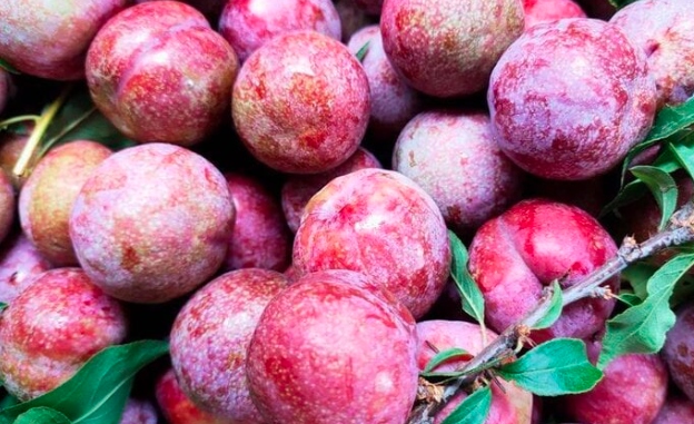 Mận hậu là đặc sản nổi tiếng của tỉnh Sơn La. (Ảnh: coedo.com)