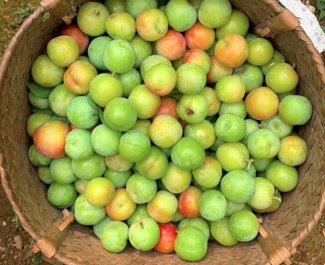 Mận cơm hay còn gọi là mận thóc, có nhiều màu như đỏ, vàng, xanh. (Ảnh: bTaske)
