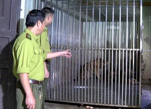 Hai cá thể hổ bị nuôi nhốt trong lồng thép tại khu vực ao cá bãi ngoài đê Đầm Châm, thuộc xã Đại Đức, huyện Kim Thành.