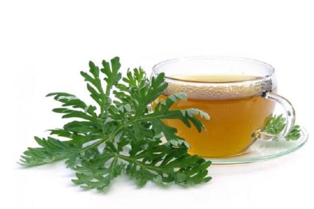 Uống nước ngải cứu có tác dụng gì?