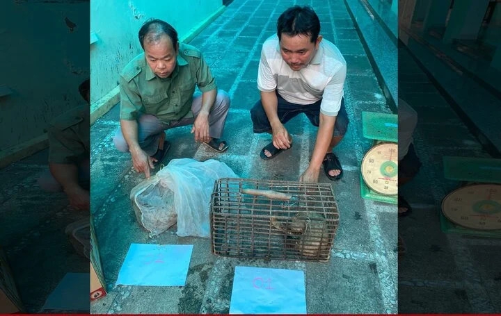 2 cá thể tê tê Java bị mua bán trái phép. (Ảnh: CACC)