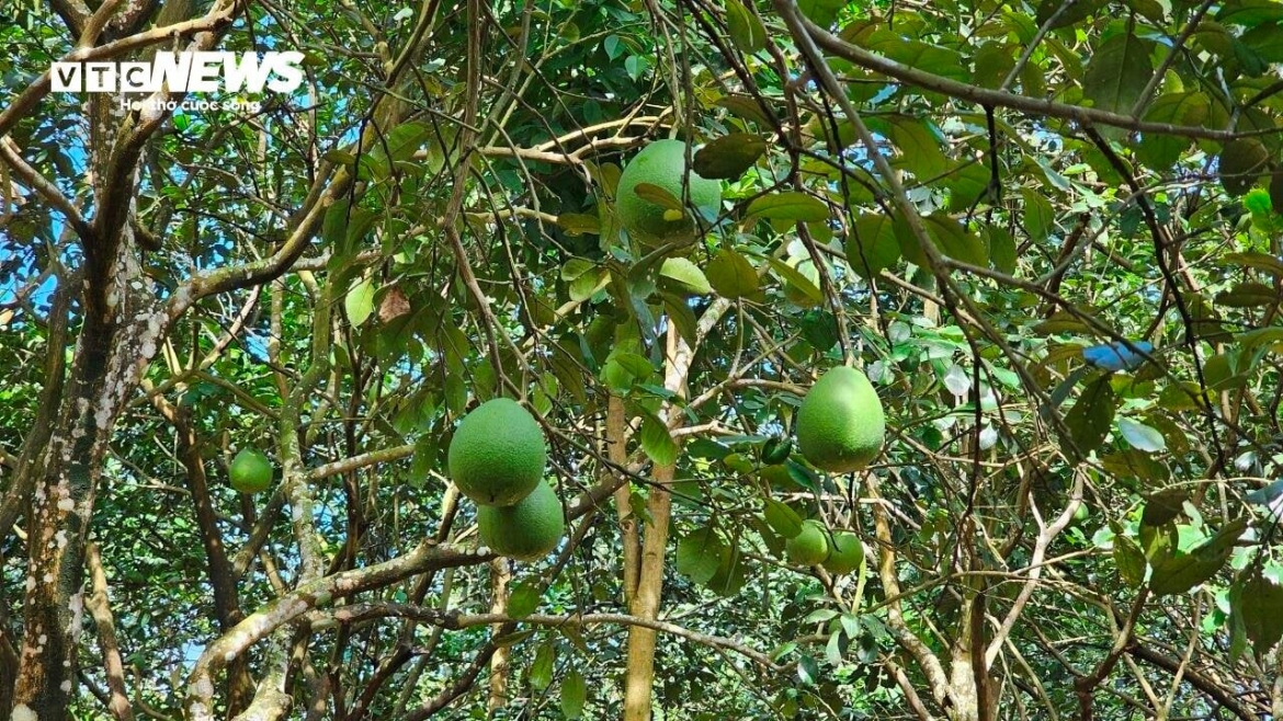 Theo ông Võ Bá Bình - Phó Chủ tịch UBND phường Thủy Biều, năm nay Thanh Trà mất mùa chưa từng thấy, có vườn còn không ra quả. Các chuyên gia nhận định, việc các vườn Thanh Trà mất mùa do thời tiết, sau khi thu hoạch xong vụ trước, đúng ra phải có thời kì lạnh để cây ngủ đông. Tuy nhiên, thời tiết chỉ nắng nóng nên cây không thể phát triển, cho ra quả như kỳ vọng.
