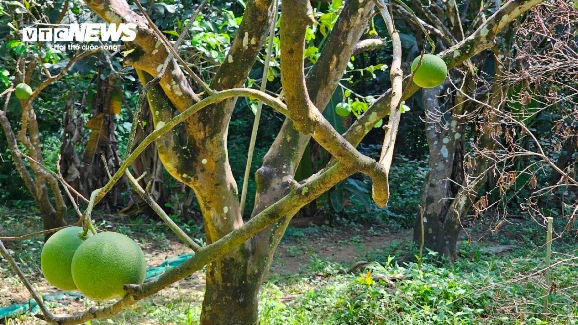 Quả Thanh Trà (giống như bòng, bưởi) mệnh danh là “nữ hoàng” các loại cây ăn trái tại cố đô Huế. Từ thời các chúa Nguyễn thứ quả đặc sản này là sản vật dùng để tiến vua. Theo đó, cứ giữa tháng 7 âm lịch hàng năm, Thanh Trà chín rộ, dân làng Lương Quán (phường Thuỷ Biều, TP Huế ngày nay) lại chọn ra những quả ngon nhất mang vào kinh thành tiến vua chúa để được ban thưởng.