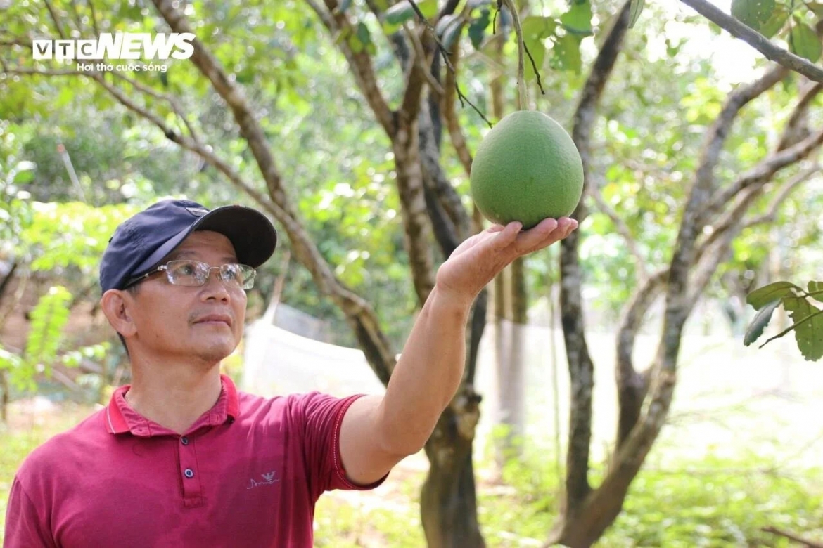 Thế nhưng, năm nay, người nông dân phường Thuỷ Biều đang đứng ngồi không yên vì những vườn Thanh Trà rơi vào cảnh mất mùa chưa từng có.