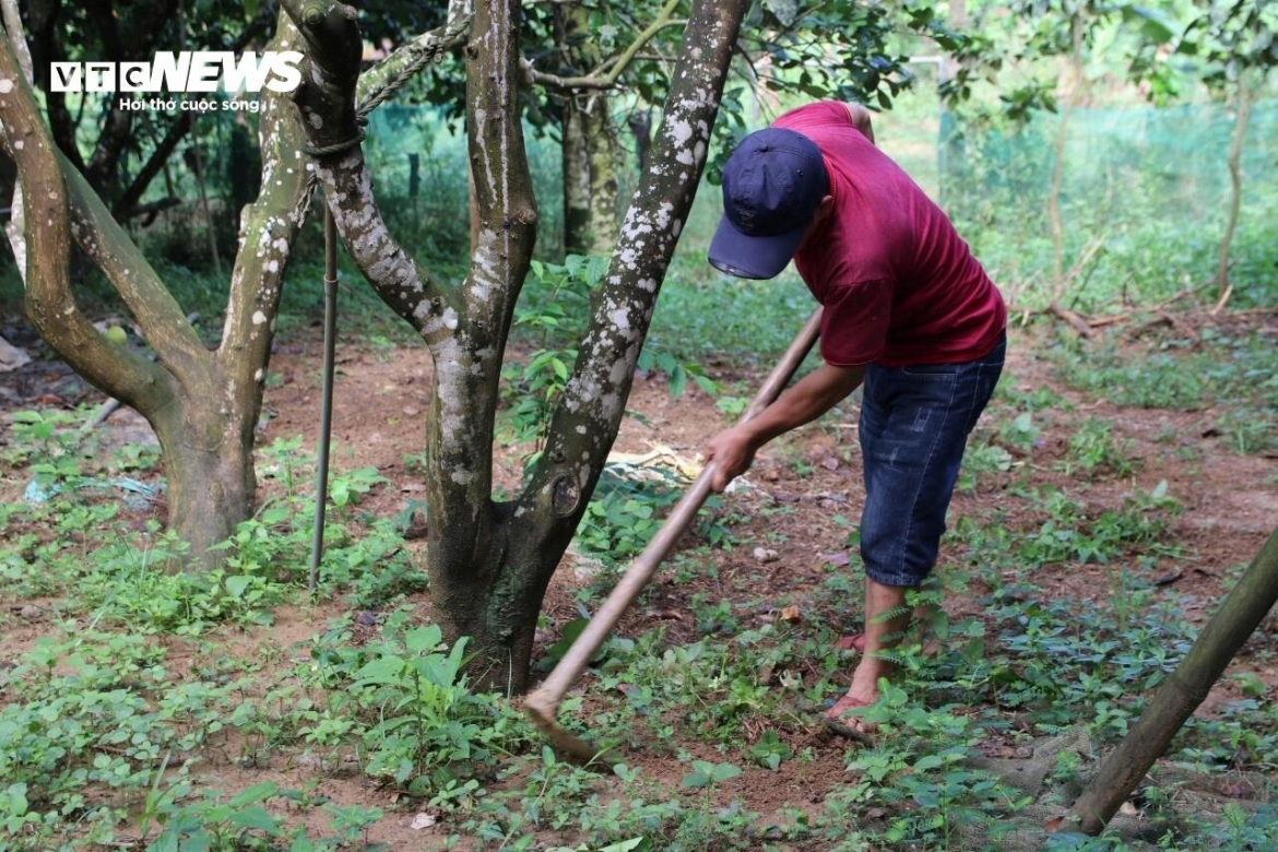 Anh Võ Kiệt (53 tuổi, trú phường Thuỷ Biều) cho hay, theo kinh nghiệm trồng Thanh Trà hơn 20 năm thì chưa có năm nào mất mùa như năm nay. Vườn Thanh Trà nhà anh Kiệt sản lượng sụt giảm so với mọi năm đến 80%.