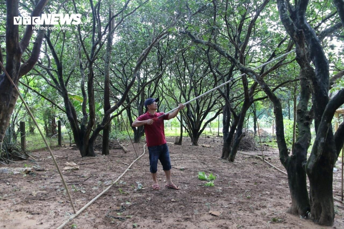 "Những năm trước, mỗi vụ Thanh Trà đem lại thu nhập cho gia đình hơn 170 triệu nhưng năm nay thì chỉ khoảng 20 triệu đồng. Trong khi đó, công chăm sóc những vườn Thanh Trà rất nhiều từ phun thuốc, vun gốc, tưới tiêu...", anh Võ Kiệt buồn bã.