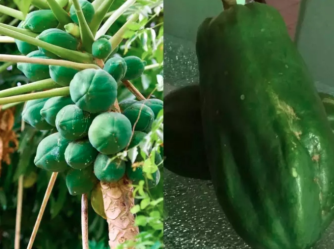 Nước ép đu đủ giàu chất dinh dưỡng: Nước ép đu đủ chứa nhiều vitamin và khoáng chất thiết yếu, bao gồm vitamin C, vitamin A, folate, magiê, kali và canxi. Những chất dinh dưỡng này rất quan trọng để duy trì sức khỏe tổng thể và hỗ trợ các chức năng cơ thể khác nhau.