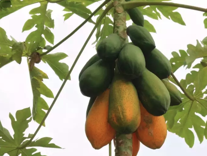 Đặc tính chống viêm: Đu đủ chứa một số chất chống oxy hóa và chất phytochemical có đặc tính chống viêm. Khi bạn sử dụng nước ép đu đủ thường xuyên sẽ giúp giảm viêm trong cơ thể, điều này có lợi cho những người mắc bệnh viêm nhiễm.