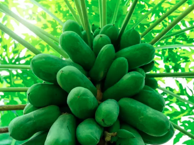 Sức khỏe tim mạch: Hàm lượng kali trong đu đủ góp phần tăng cường sức khỏe tim mạch. Điều này là do Kali tự nhiên giúp điều chỉnh mức huyết áp và cũng giúp duy trì mức cholesterol khỏe mạnh.