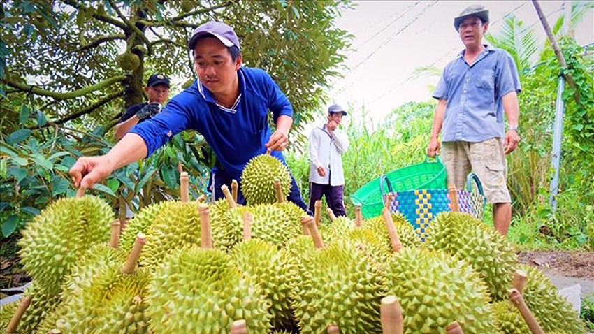 Sầu riêng hiện có giá 55.000 - 80.000 đồng/kg, tùy loại - Ảnh: Phong Linh